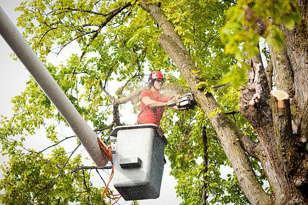 Trusted West Pleasant View, CO Tree Services Experts